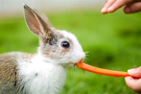 kelinci suka makan